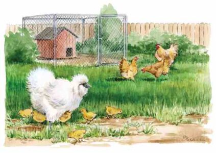 Raise Your Best Flock Using Broody Hens Image